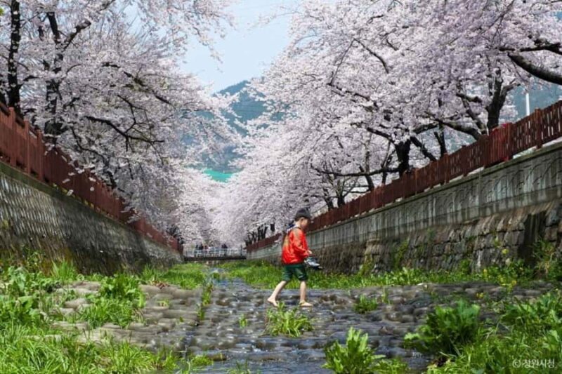 Busan: Jinhae Cherry Blossom Day & Night or 1 Day Tour - Good To Know