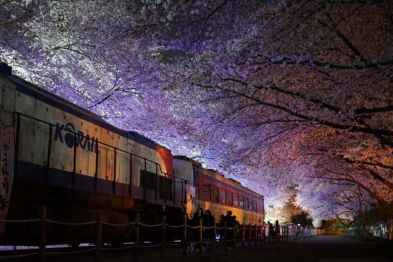 Busan: Jinhae Cherry Blossom Day & Night or 1 Day Tour - What Makes This Tour Stand Out