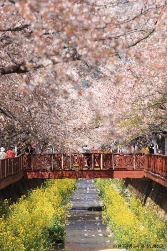 Busan: Jinhae Cherry Blossom Day & Night or 1 Day Tour - FAQ