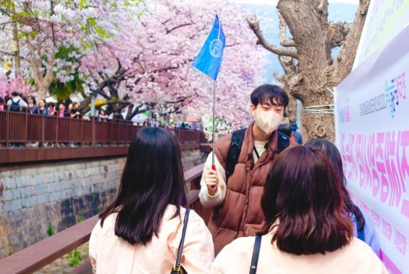 Busan: Jinhae Cherry Blossom Festival Day or Night Tour - The Experience in Practice