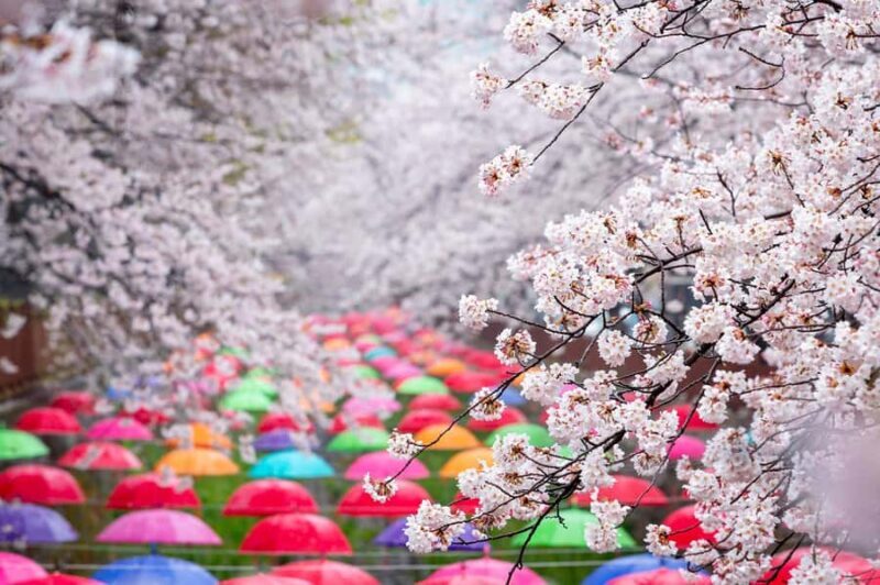 Busan: Jinhae Cherry Blossom Festival Day or Night Tour - Who Should Consider This Tour?