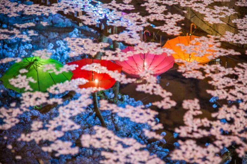 Busan: Jinhae Cherry Blossom Festival Day or Night Tour - FAQs