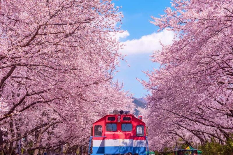 Busan: Jinhae Cherry Blossom Festival Day or Night Tour - Good To Know