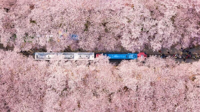 Busan: Jinhae Cherry Blossom Festival Day or Night Tour - Introduction to the Cherry Blossom Tour