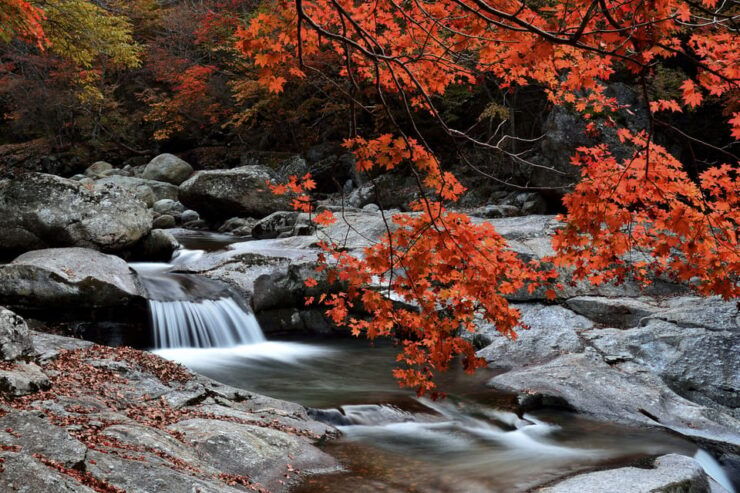 Busan: Mt. Jiri or Juwangsan National Park Fall Colors Tour - Experience Highlights