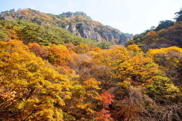 Busan: Mt. Jiri or Juwangsan National Park Fall Colors Tour - Important Tour Details