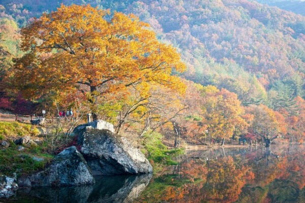 Busan: Mt. Jiri or Juwangsan National Park Fall Colors Tour - Booking and Cancellation Policies