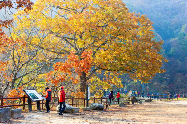 Busan: Mt. Jiri or Juwangsan National Park Fall Colors Tour - Questions You May Have