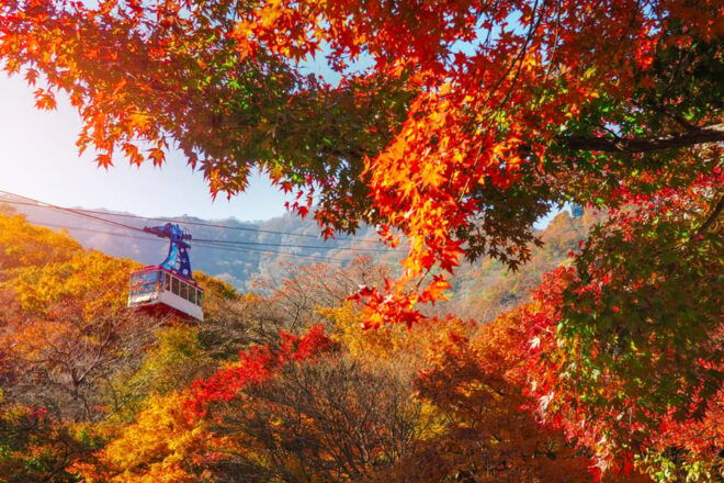Busan: Naejangsan National Park Autumn Foliage One Day Tour - Whats Included in the Tour