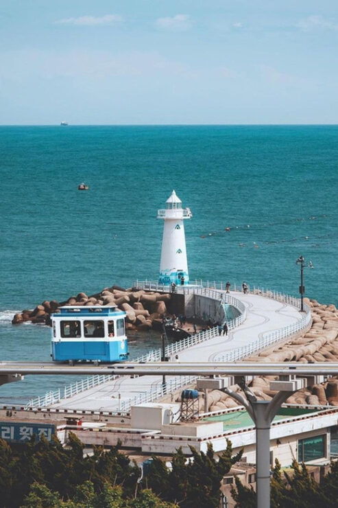 Busan: One Day Tour to Busan & Ganwoljae(Silver Grass Field) - Key Points