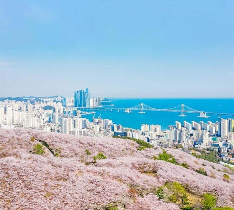 Busan: Sky Capsule or Gyeongju Cherry Blossom Spring Tour - FAQ