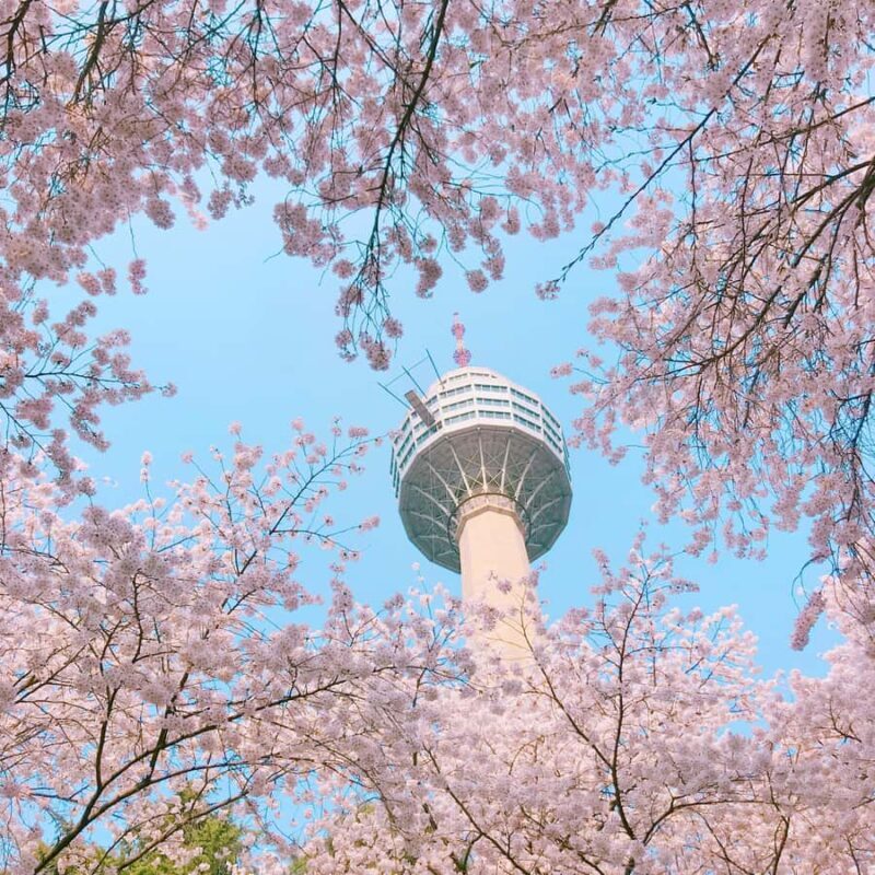 Busan: Sky Capsule or Gyeongju Cherry Blossom Spring Tour - FAQ