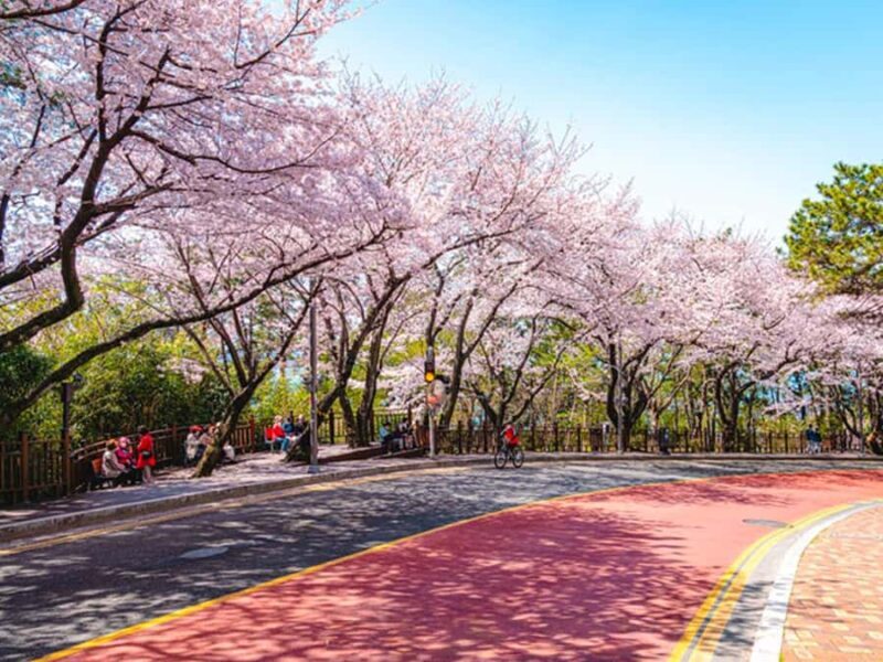 Busan: Spring Cherry Blossom & Gyeongju Highlights Day Tour - Exploring the Itinerary in Detail