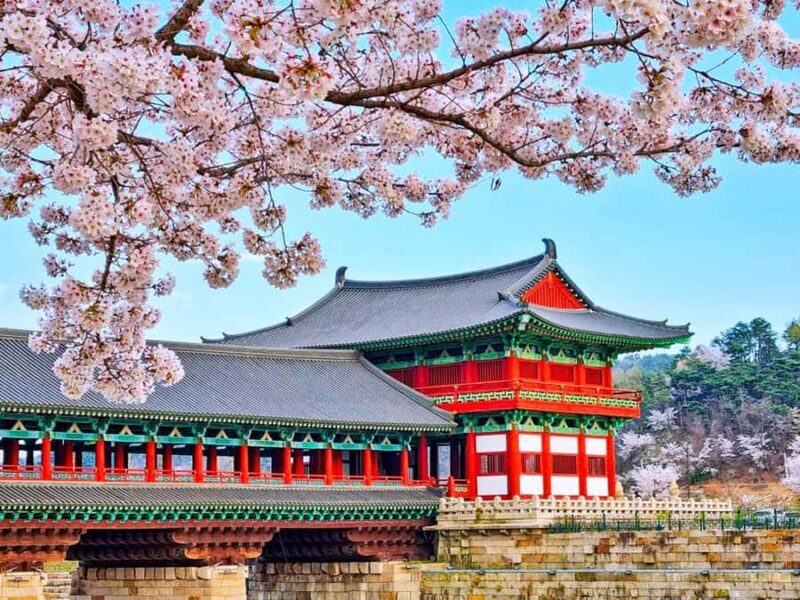 Busan: Spring Cherry Blossom & Gyeongju Highlights Day Tour - Value and Practicality