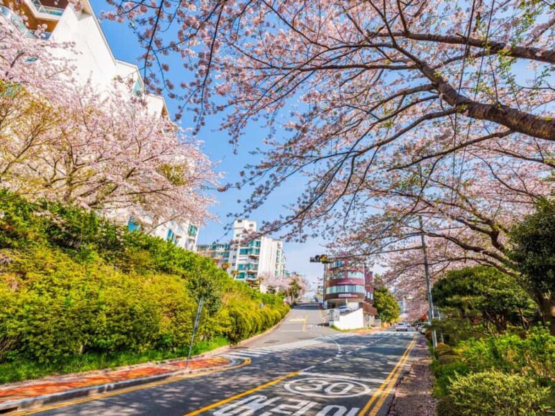 Busan: Spring Cherry Blossom & Gyeongju Highlights Day Tour - An in-depth look at the Busan: Spring Cherry Blossom & Gyeongju Highlights Day Tour