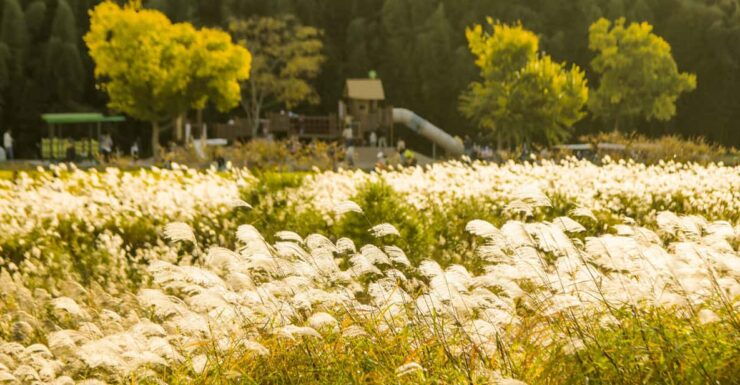 Busan: Ulsan Taehwa River Garden Autumn Foliage Day Tour - Key Points