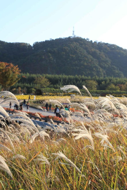 Busan: Ulsan Taehwa River Garden Autumn Foliage Day Tour - Transportation Details