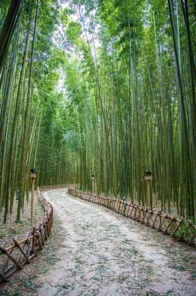 Busan: Ulsan Taehwa River Garden Autumn Foliage Day Tour - Important Information