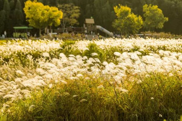 Busan: Ulsan Taehwa River Garden Autumn Foliage Day Tour - Questions You May Have