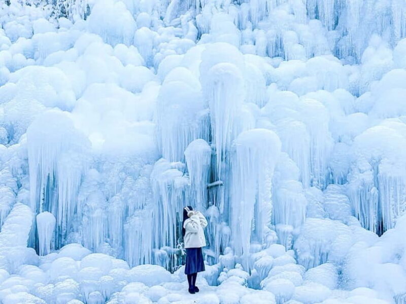 Busan: Winter Healing Park and (Gyeongju/Daegu) One Day Tour - Discovering Winter at Kookmin Healing Park