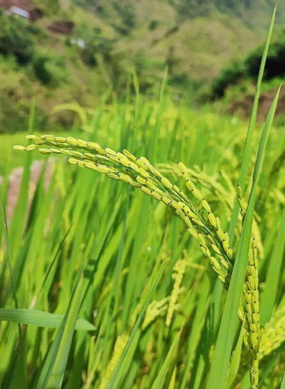 Buscalan Village: Apo Whang Od Tattoo Sagada Baguio 4D3N - Final Thoughts