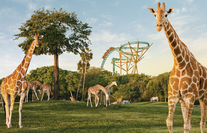 Busch Gardens Tampa Bay Admission - Plan for lines, bags, and access needs