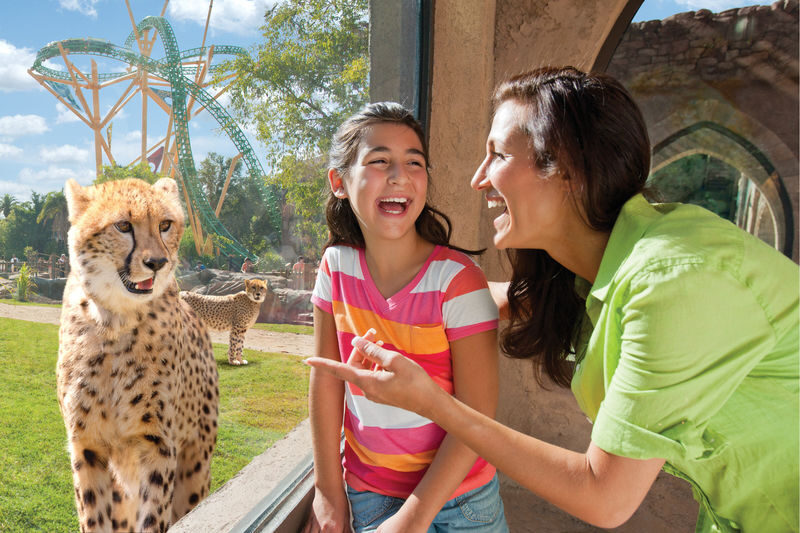 Busch Gardens Tampa Bay Admission - Should you book Busch Gardens Tampa Bay?