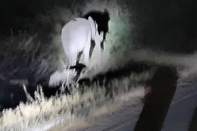 Bush by Night 4x4 Drive - Pricing and Guarantee