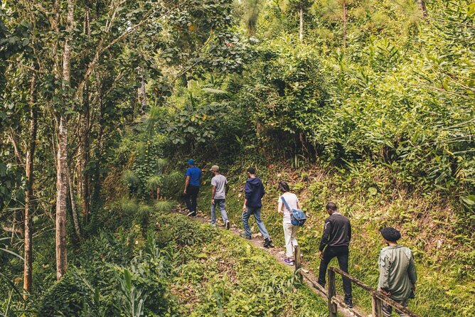 Bush Hiking to Explore Wild Plants & Fresh Fruits,Montego Bay - Top Wild Plants to Discover