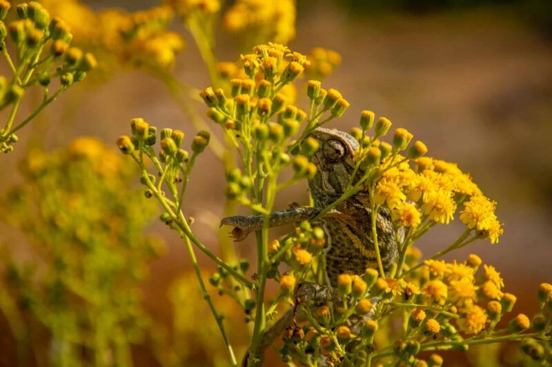 Buskett Woodlands and Dingli Cliffs Private Nature Tour - Clifftop Marvels at Dingli: The Highest Point in Malta