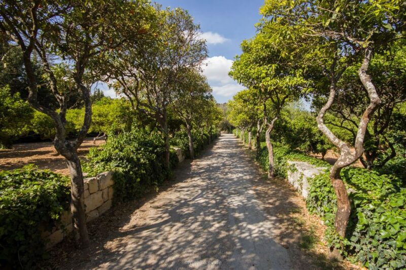 Buskett Woodlands and Dingli Cliffs Private Nature Tour - Authentic Experiences and Insights