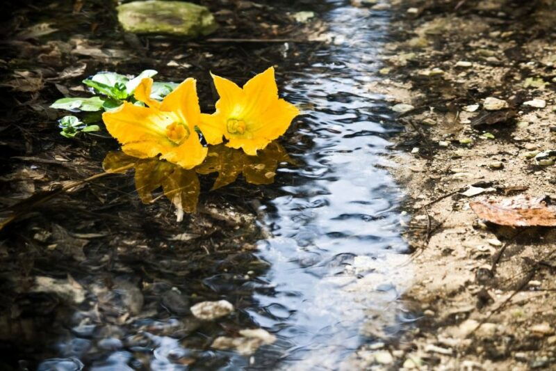 Buskett Woodlands and Dingli Cliffs Private Nature Tour - Who Will Love This Tour?