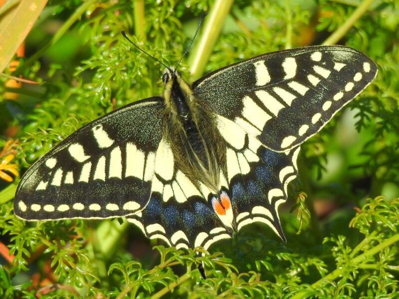 Buskett Woodlands and Dingli Cliffs Private Nature Tour - FAQs