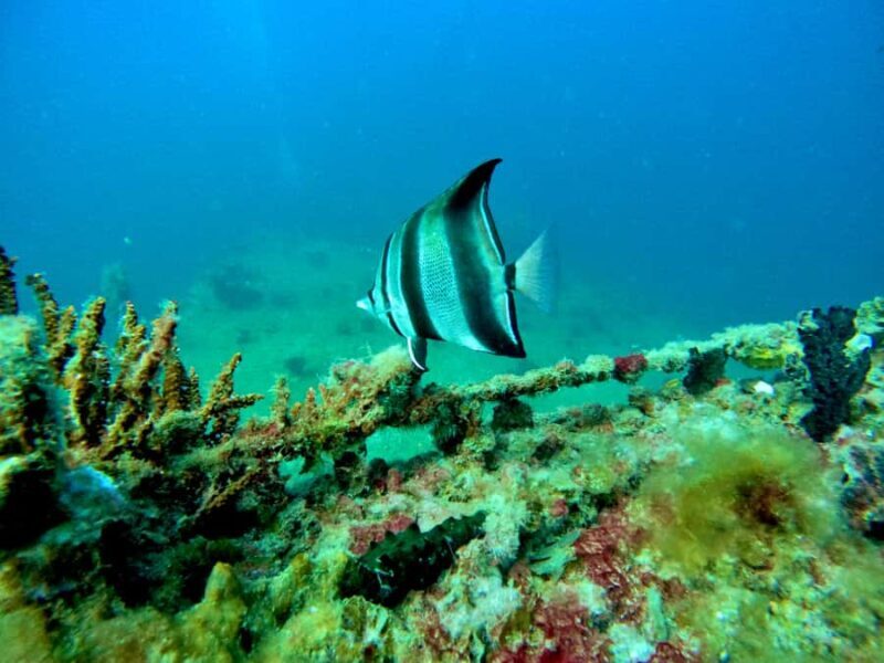 Busselton: 4 Mile Reef Guided Scuba Diving Tour - Good To Know