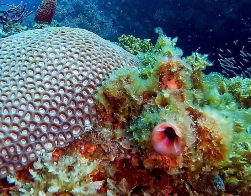 Busselton: 4 Mile Reef Guided Scuba Diving Tour - Introduction: What Makes This Tour Stand Out?
