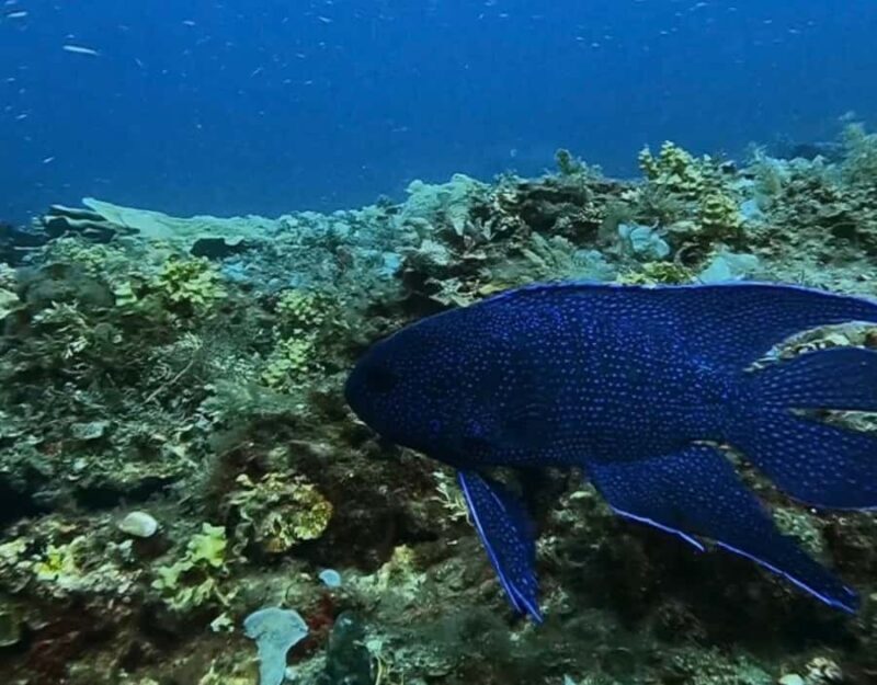 Busselton: 4 Mile Reef Guided Scuba Diving Tour - Deep Dive into the Itinerary