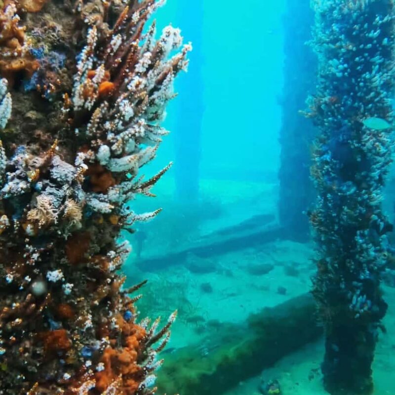 Busselton: Jetty Scuba Dive Tours with Underwater Sculptures - Who Should Consider This Experience?