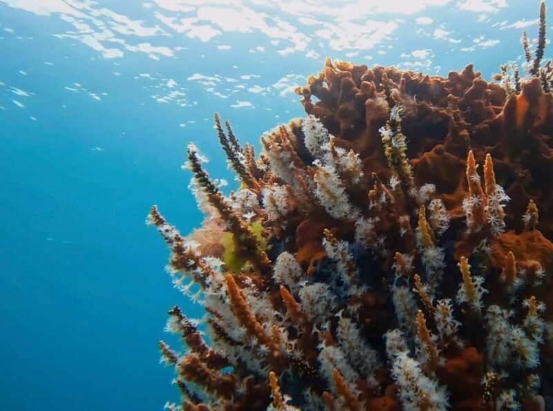 Busselton: Jetty Snorkeling Tour with Underwater Sculptures - Good To Know