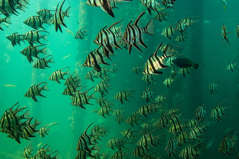 Busselton Jetty Underwater Observatory Experience - Keep time for a walk on the planks