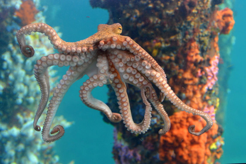 Busselton Jetty Underwater Observatory Experience - Price, timing and the small-print details