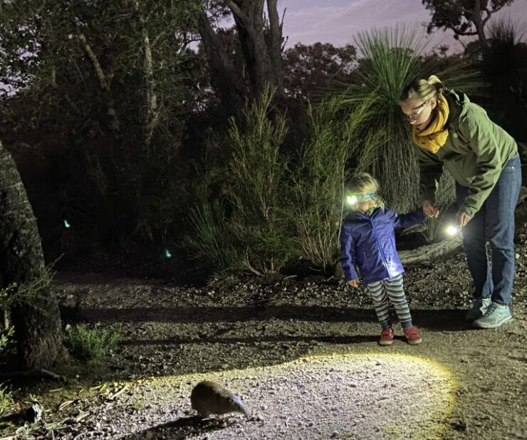Busselton: Nocturnal Animal Tour - Experience Highlights