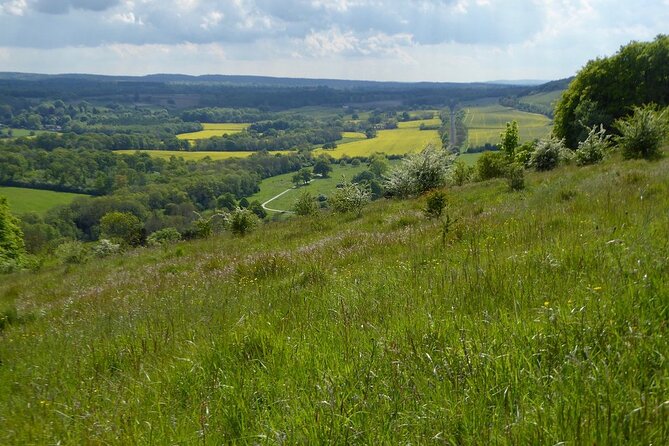 Butterflies and Orchids of the North Downs - North Downs: A Haven for Butterflies