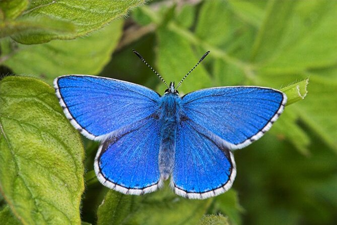 Butterflies and Orchids of the North Downs - Exploring Box Hill: A Butterfly and Orchid Paradise