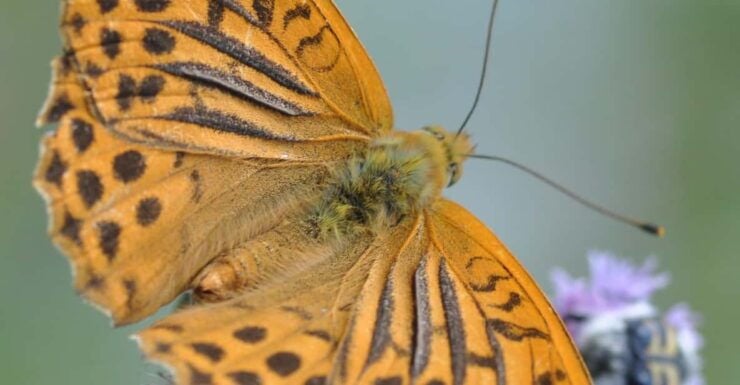 BUTTERFLIES - WATCHING - Good To Know