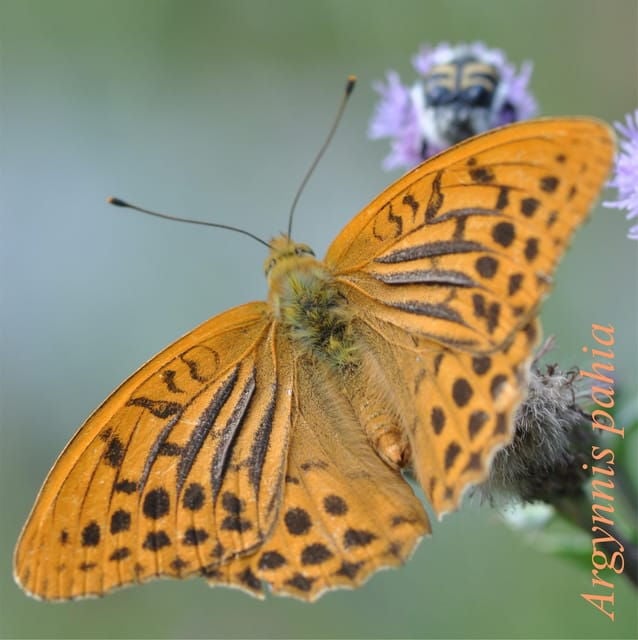 BUTTERFLIES - WATCHING - Pricing Details