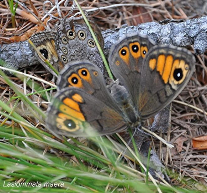 BUTTERFLIES - WATCHING - Accessibility Features