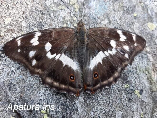 BUTTERFLIES - WATCHING - Tips for Photography