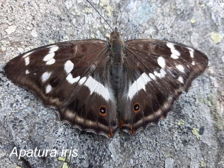 BUTTERFLIES - WATCHING - Activity Details