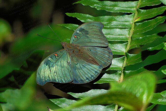 Butterfly and Dragonfly Watching Tours in Sinharaja Rainforest - Good To Know