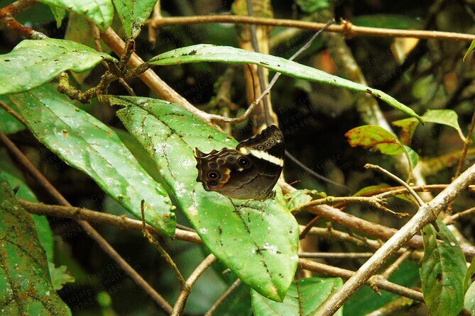 Butterfly and Dragonfly Watching Tours in Sinharaja Rainforest - Final Thoughts